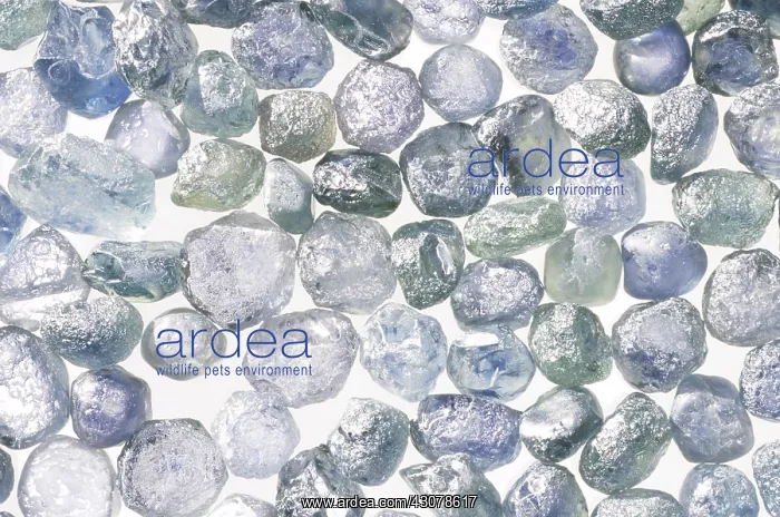 : Sapphires. Unheated, rough sapphires from Dry Cottonwood Creek, Montana : Sapphires. Unheated, rough sapphires from Dry Cottonwood Creek, Montana