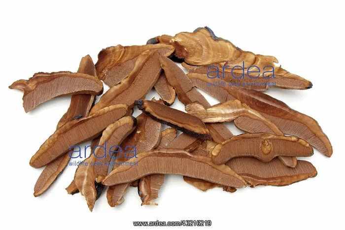 : Saprophytic Mushroom : Saprophytic Mushroom