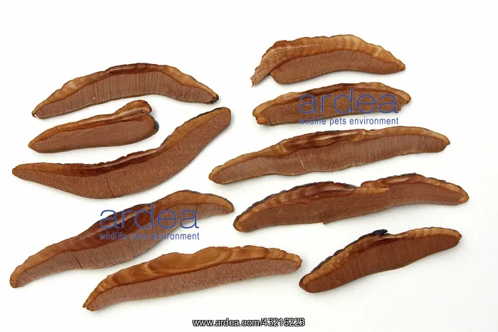 : Saprophytic Mushroom : Saprophytic Mushroom