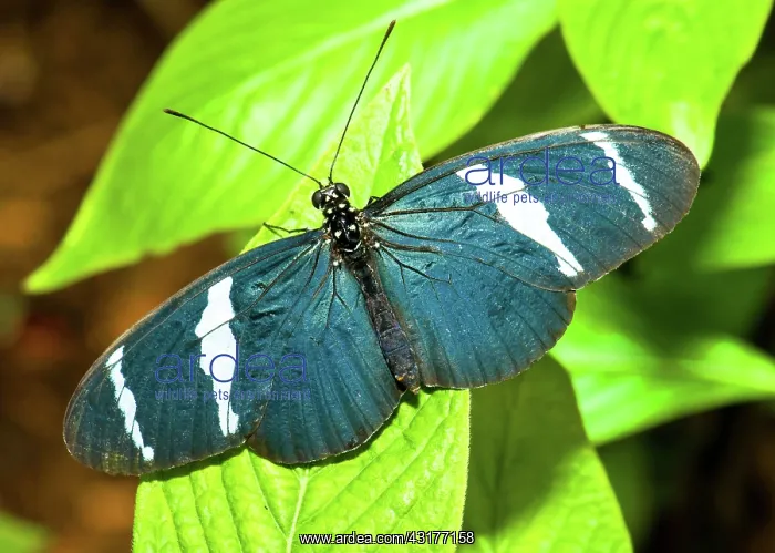 : Sara Butterfly : Sara Butterfly