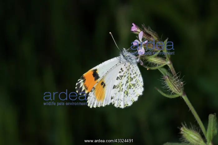 : Sara Orangetip Butterfly : Sara Orangetip Butterfly