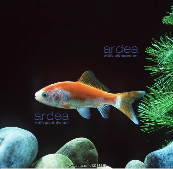 : SARASA COMET GOLDFISH : SARASA COMET GOLDFISH