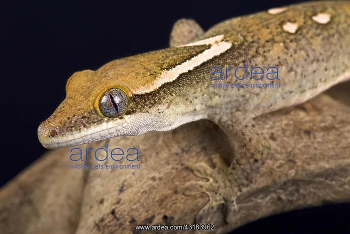 : Sarasin's giant gecko (Correlophus sarasinorum) : Sarasin's giant gecko (Correlophus sarasinorum)