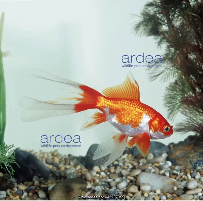 : SARASSA COMET GOLDFISH : SARASSA COMET GOLDFISH