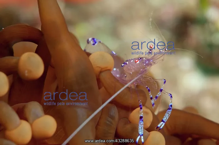 : Sarasvati Anemone Shrimp - on Anemone : Sarasvati Anemone Shrimp - on Anemone