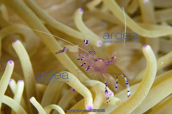 : Sarasvati Anemone Shrimp amongst Anemone tentacles : Sarasvati Anemone Shrimp amongst Anemone tentacles