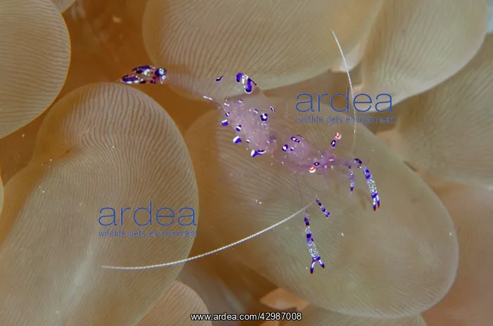 : Sarasvati Anemone Shrimp in Bubble Coral (Plerogyra : Sarasvati Anemone Shrimp in Bubble Coral (Plerogyra