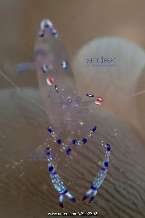 : Sarasvati Anemone Shrimp - on Bubble Coral (Plerogyra : Sarasvati Anemone Shrimp - on Bubble Coral (Plerogyra