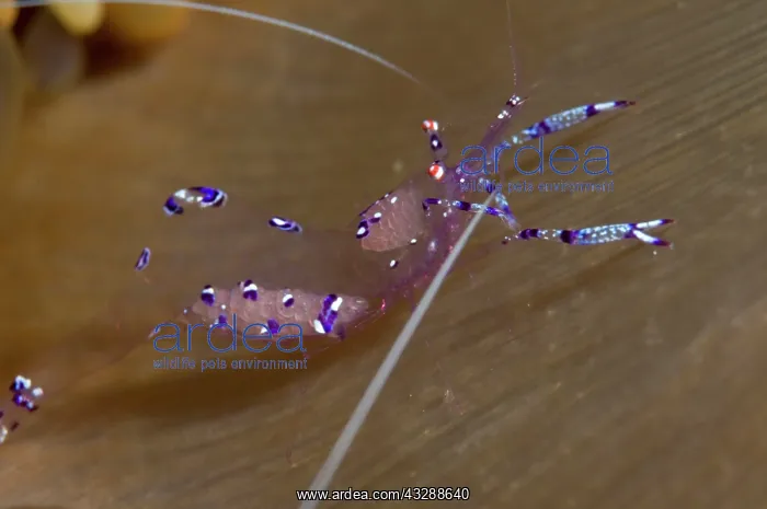 : Sarasvati Anemone Shrimp - with eggs on Anemone : Sarasvati Anemone Shrimp - with eggs on Anemone