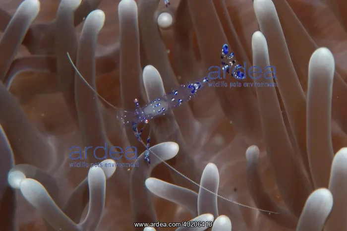 : Sarasvati Anemone Shrimp - in Magnificent Sea Anemone : Sarasvati Anemone Shrimp - in Magnificent Sea Anemone