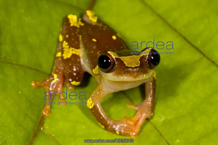  : Sarayacu Tree Frog (Dendropsophus sarayacuensis