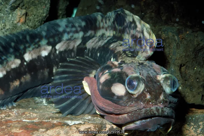  : Sarcastic Fringehead Fish