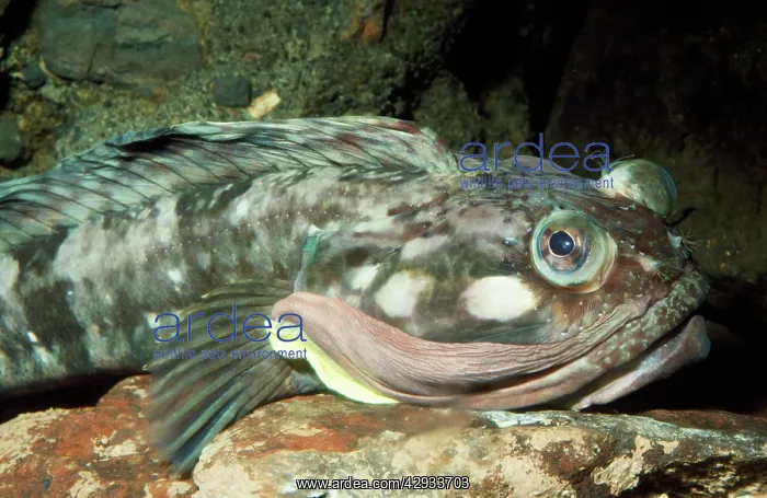 : Sarcastic Fringehead Fish : Sarcastic Fringehead Fish