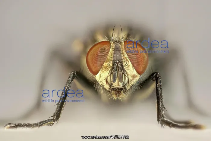 : Sarcophaga carnaria (Sarcophaga carnaria), portrait : Sarcophaga carnaria (Sarcophaga carnaria), portrait