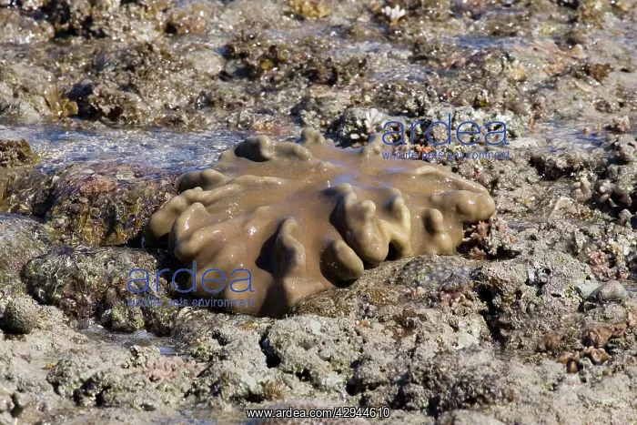 : Sarcophyton species - One of the soft corals : Sarcophyton species - One of the soft corals