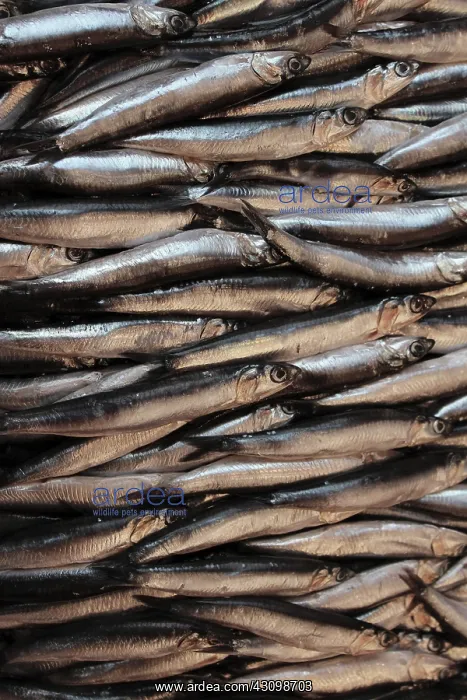: Sardines. Freshly caught sardines, Istanbul : Sardines. Freshly caught sardines, Istanbul