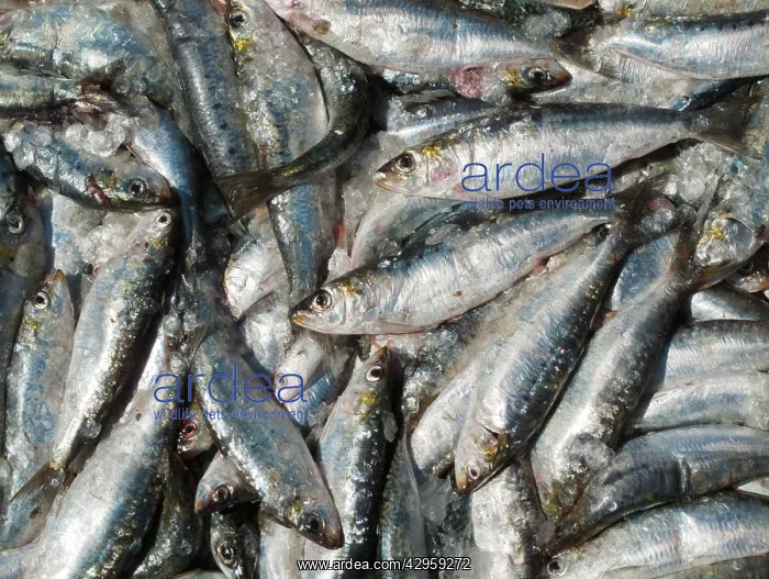: Sardines - freshly caught for sale : Sardines - freshly caught for sale