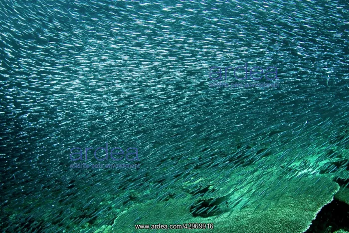 : Sardines - large tornado shoal : Sardines - large tornado shoal