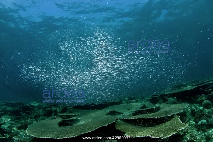 : Sardines - large tornado shoal over the hard corals : Sardines - large tornado shoal over the hard corals