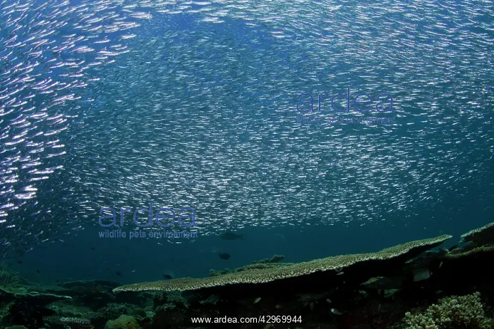 : Sardines - large tornado shoal over the hard corals : Sardines - large tornado shoal over the hard corals