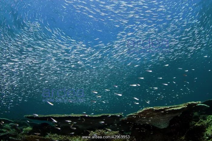 : Sardines - large tornado shoal over the hard corals : Sardines - large tornado shoal over the hard corals