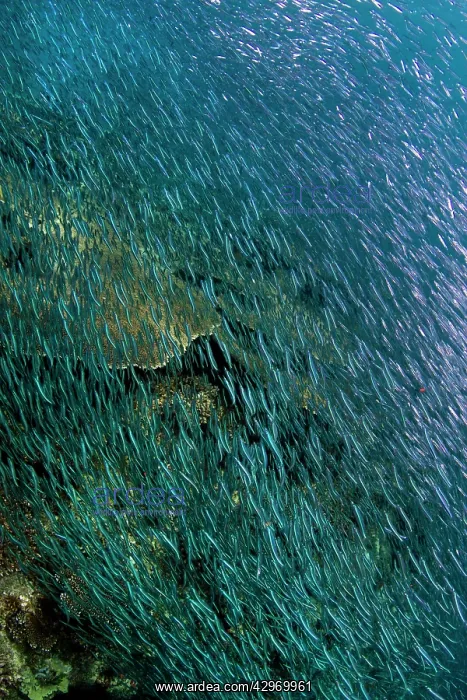 : Sardines - large tornado shoal over the hard corals : Sardines - large tornado shoal over the hard corals