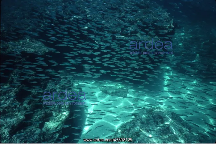 : SARDINES - shoal : SARDINES - shoal