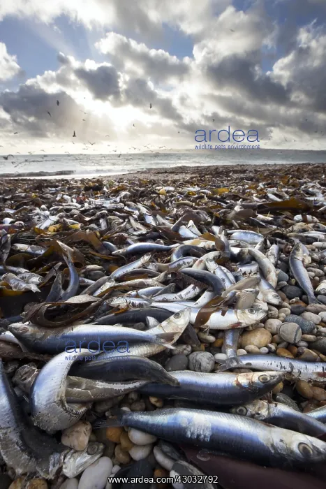 : Sardines - Washed up on Marazion Beach - Cornwall - UK : Sardines - Washed up on Marazion Beach - Cornwall - UK