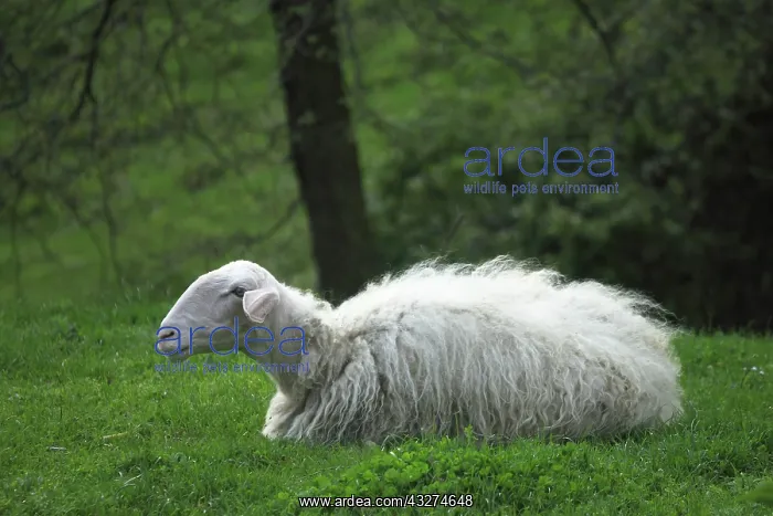 : Sardinian sheep in Casentino - Tuscany : Sardinian sheep in Casentino - Tuscany