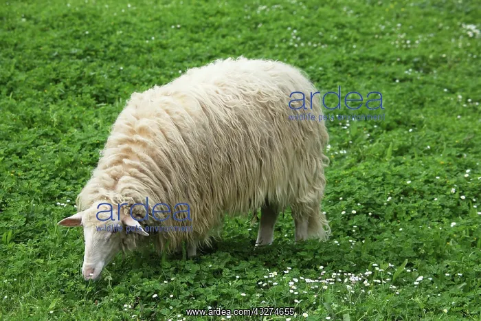 : Sardinian sheep grazing in Casentino - Tuscany : Sardinian sheep grazing in Casentino - Tuscany