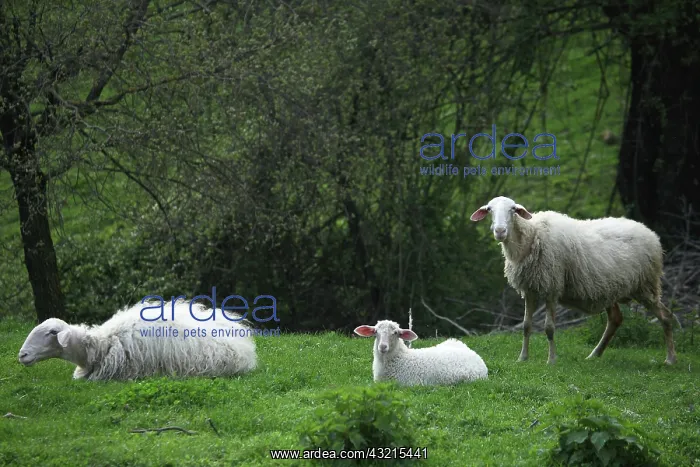 : Sardinian sheep herd in Casentino - Tuscany : Sardinian sheep herd in Casentino - Tuscany