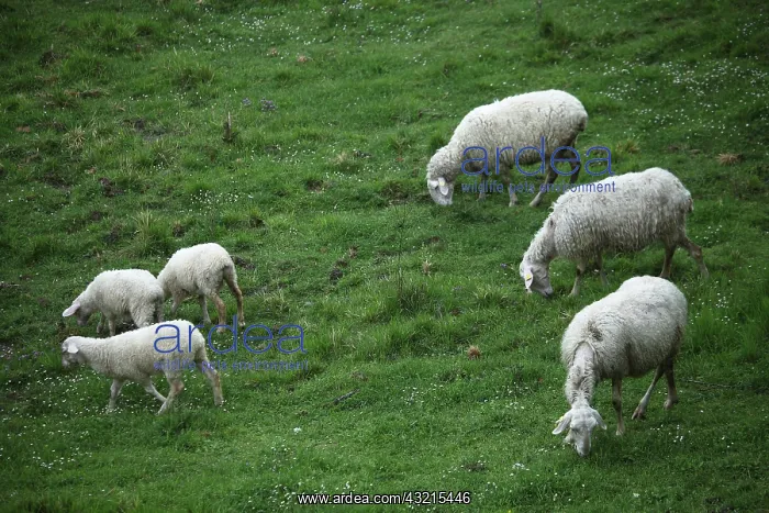 : Sardinian sheep herd in Casentino - Tuscany : Sardinian sheep herd in Casentino - Tuscany