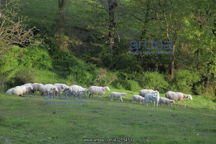 : Sardinian sheep herd in Casentino - Tuscany : Sardinian sheep herd in Casentino - Tuscany