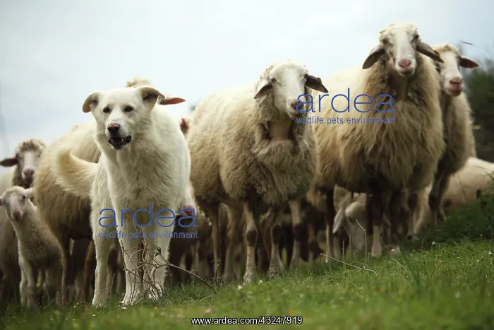  : Sardinian sheep herd in Casentino - Tuscany