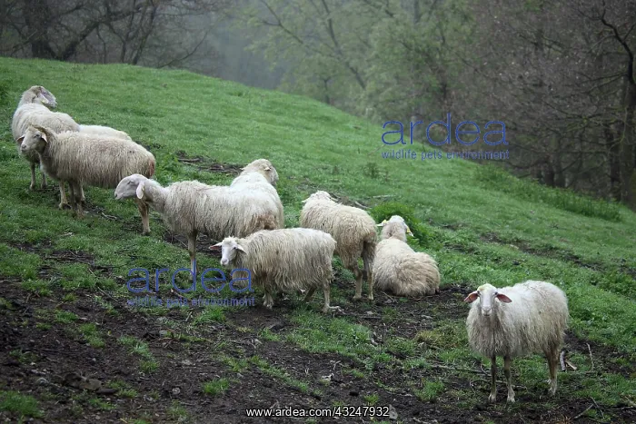 : Sardinian sheep herd in Casentino - Tuscany : Sardinian sheep herd in Casentino - Tuscany
