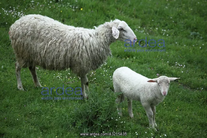 : Sardinian sheep and lamb in Casentino - Tuscany : Sardinian sheep and lamb in Casentino - Tuscany