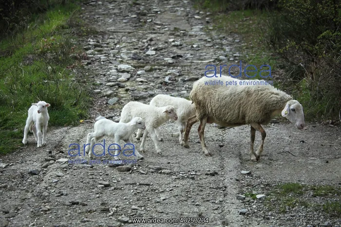 : Sardinian sheep and his lambs in Casentino - Tuscany : Sardinian sheep and his lambs in Casentino - Tuscany