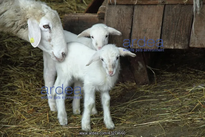 : Sardinian sheep and his lambs in Casentino - Tuscany : Sardinian sheep and his lambs in Casentino - Tuscany