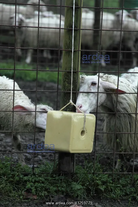 : Sardinian sheeps licking a salt block - Tuscany : Sardinian sheeps licking a salt block - Tuscany