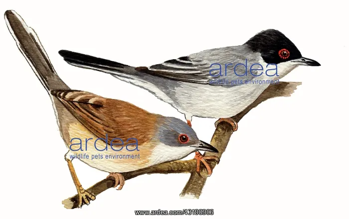 : Sardinian Warbler : Sardinian Warbler
