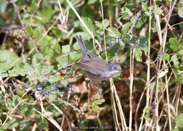: Sardinian Warbler - female : Sardinian Warbler - female