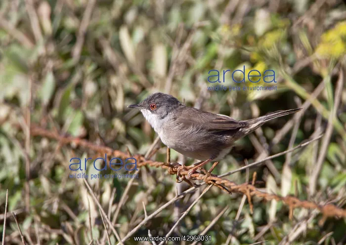 : Sardinian Warbler - female : Sardinian Warbler - female