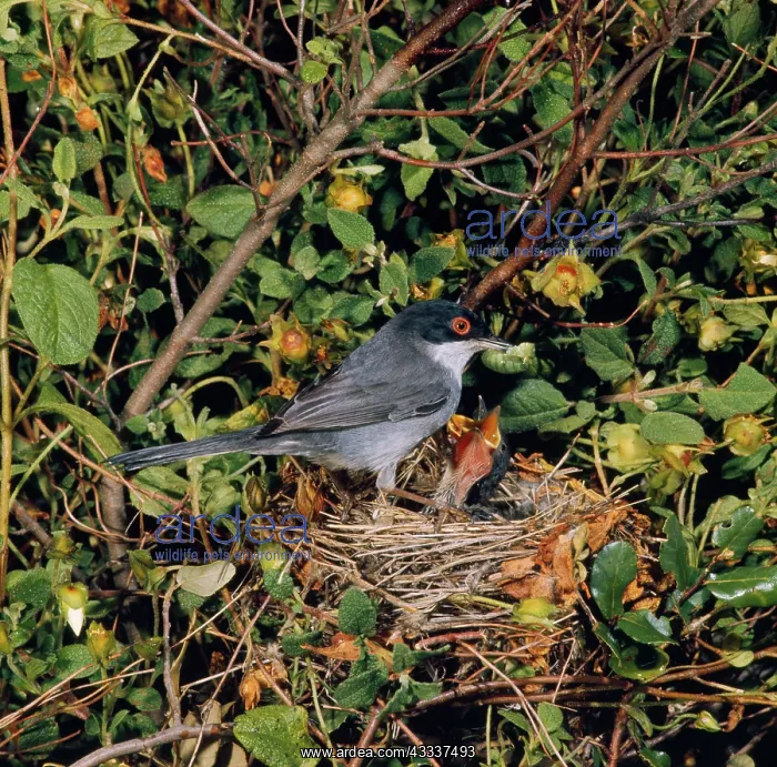  : Sardinian Warbler - female at nest feeding young