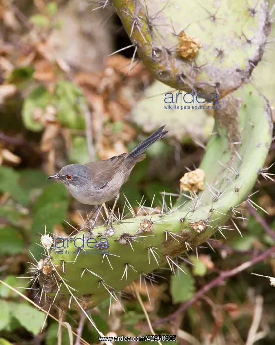  : Sardinian Warbler - female perched on Prickly Pear