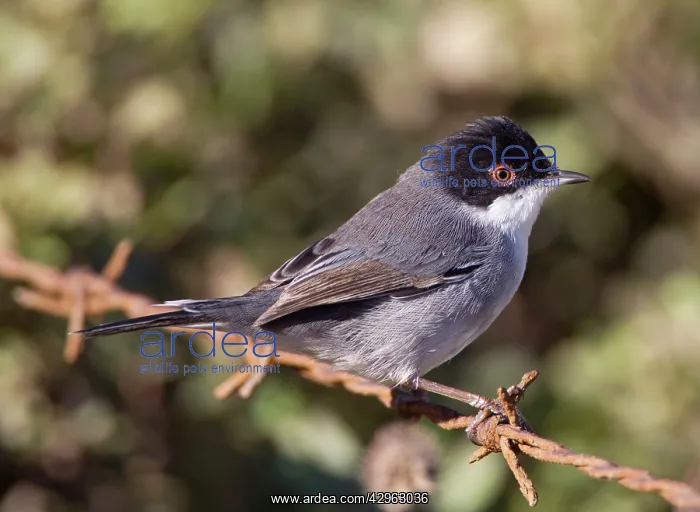 : Sardinian Warbler - male : Sardinian Warbler - male