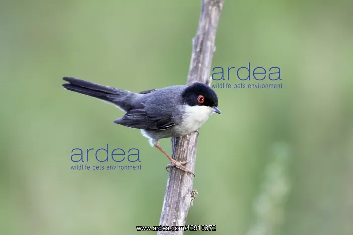 : Sardinian Warbler - male perched on branch : Sardinian Warbler - male perched on branch