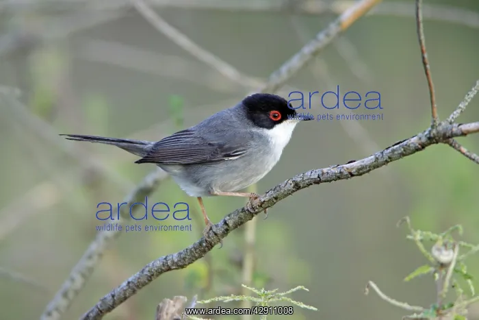 : Sardinian Warbler - male perched on branch : Sardinian Warbler - male perched on branch
