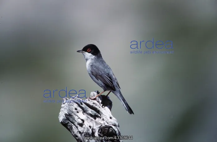 : SARDINIAN WARBLER - male, perched on dead branch : SARDINIAN WARBLER - male, perched on dead branch