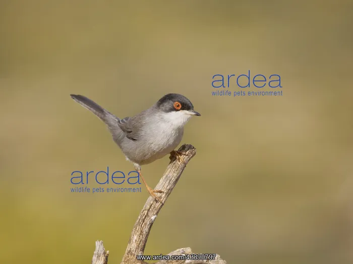 : Sardinian Warbler - male Sylvia melanocephala Valencia : Sardinian Warbler - male Sylvia melanocephala Valencia