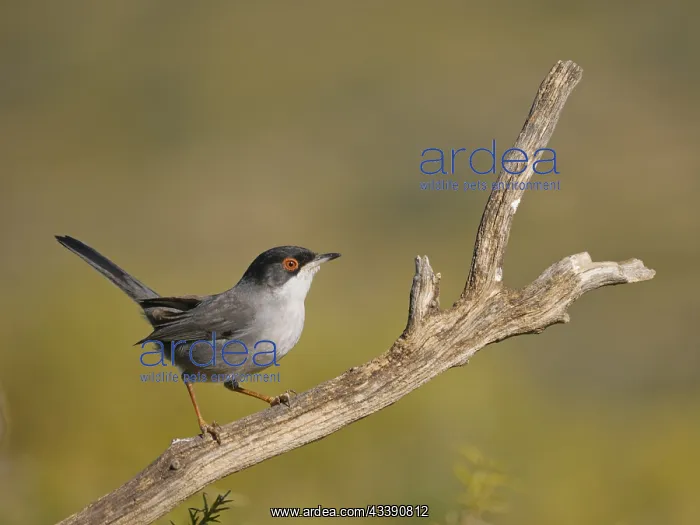 : Sardinian Warbler - male Sylvia melanocephala Valencia : Sardinian Warbler - male Sylvia melanocephala Valencia